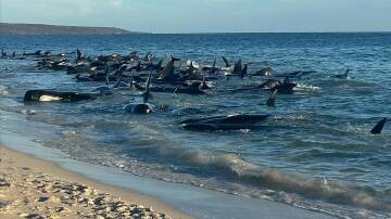 More than 150 pilot whales have beached themselves in southwest Western Australia. (Supplied/AAP PHOTOS)