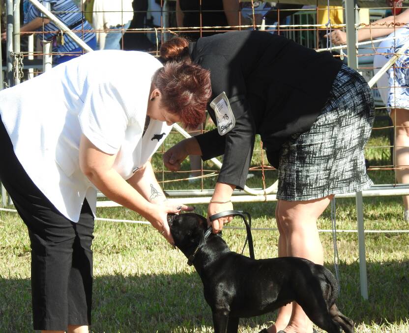 Dog lovers delight: Over 300 dogs will be entered in the Dogs NSW Show Dogs event, held on Aub Ferris Oval. Photos: Supplied.