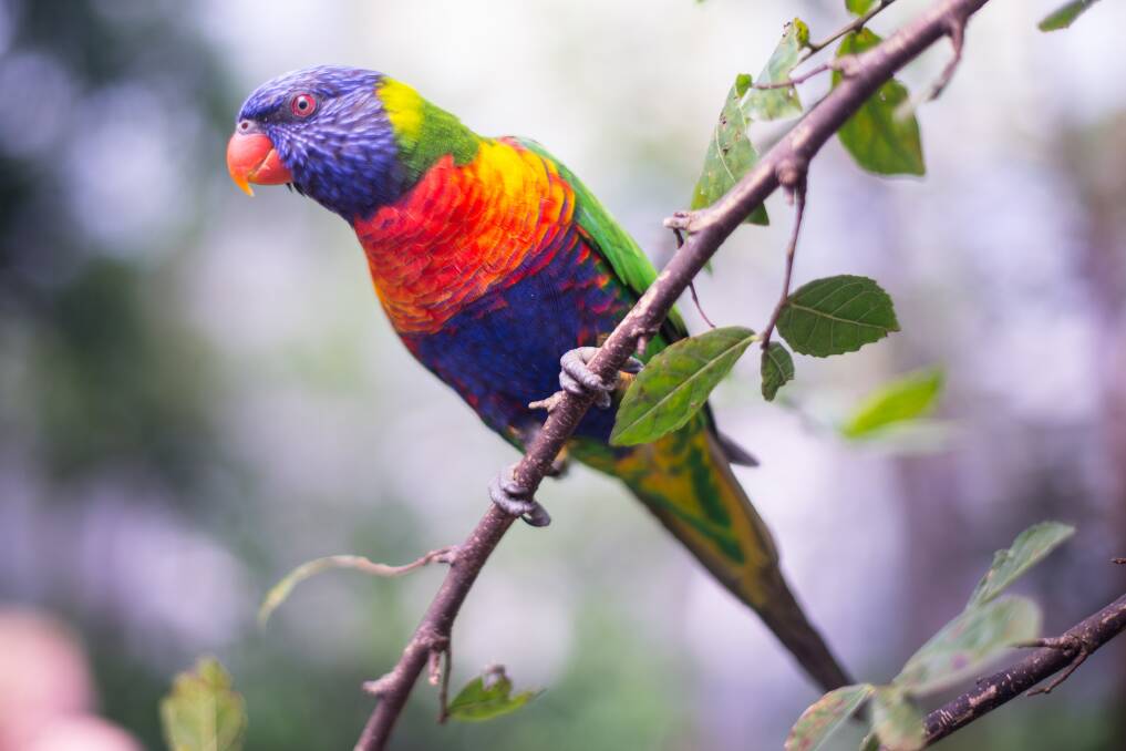 Is The Rainbow Lorikeet Still The Most Common Backyard Bird In Australia Manning River Times Taree Nsw
