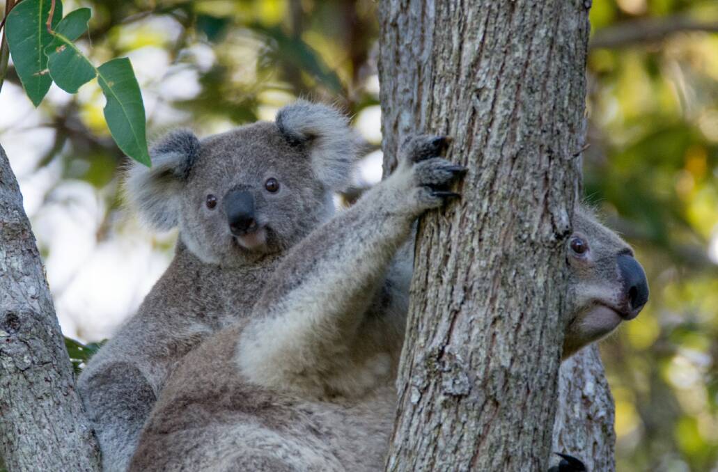 Koala and cub. MidCoast Council picture