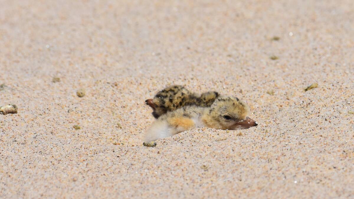 Our dunes are home to endangered shorebirds, such as the Little Terns, who nest and raise their young there.