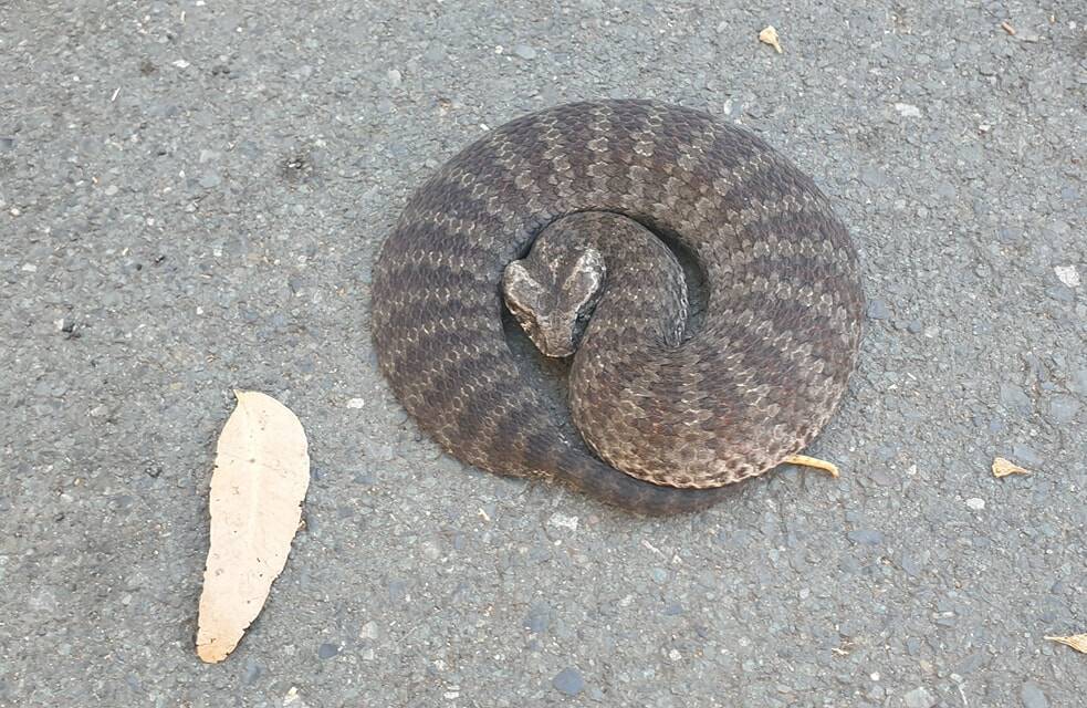 The death adder that was removed from a property at Darawank. Photo Brenton Asquith.