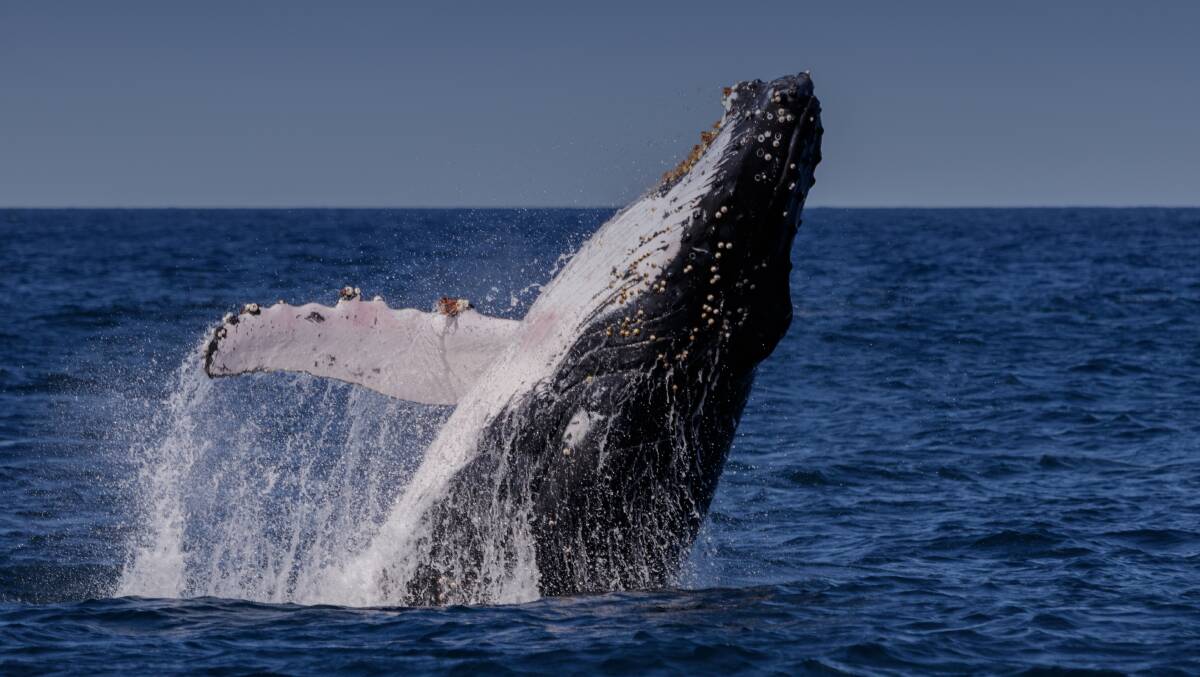 Humpback whales are currently migrating north. Picture Shutterstock