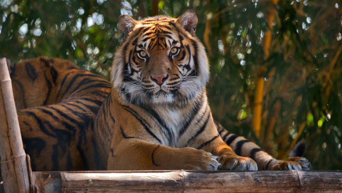 Tiger at Taronga Zoo in Sydney. Picture Pexels