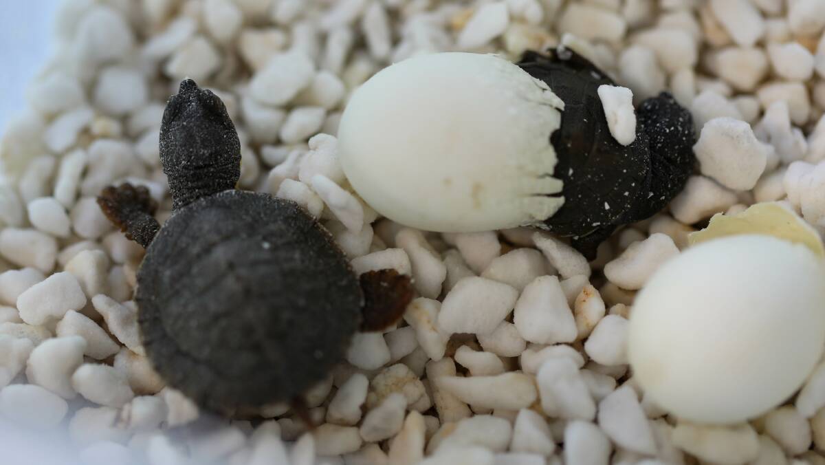 Manning River turtle eggs hatching at Aussie Ark's Conservation Ark facility. Picture Aussie Ark.