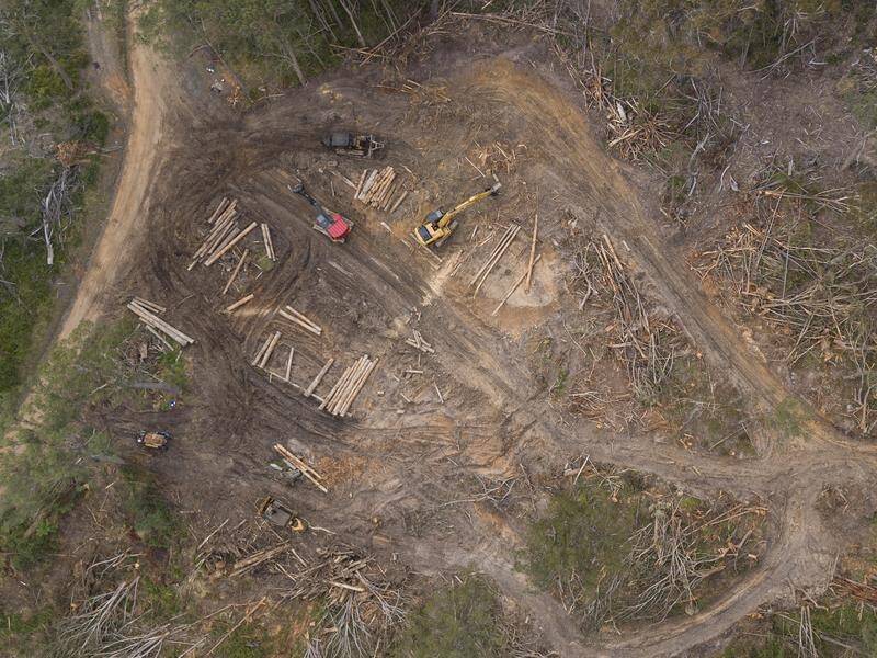 The Frontier Economics research found native forest logging to be 'an unnecessary economic burden'. (HANDOUT/ANDREW KAINEDER)