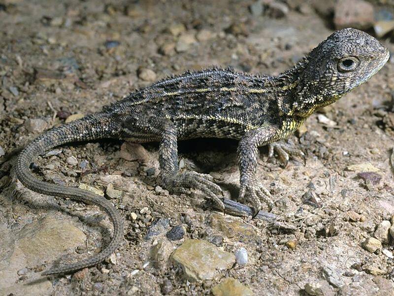 Sniffer dogs will be used to locate more populations of the rare Victorian grassland earless dragon. (PR HANDOUT IMAGE PHOTO)