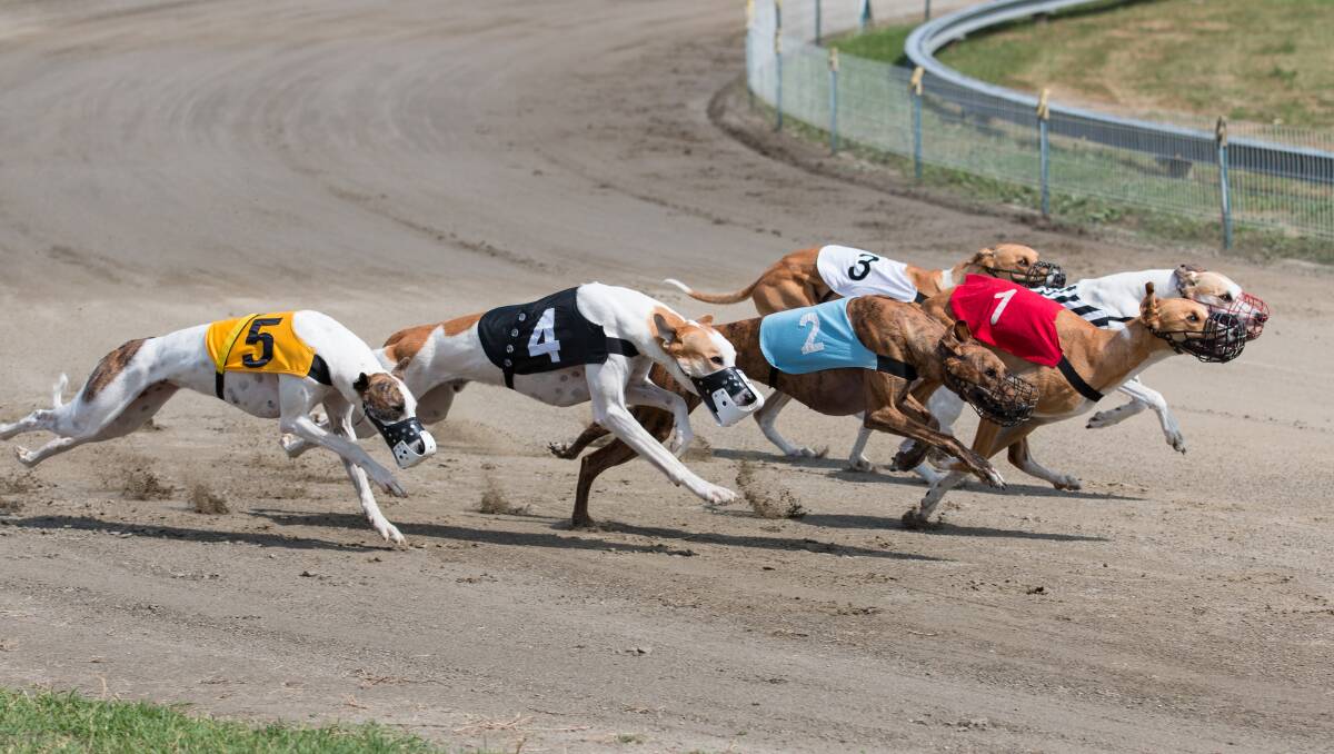 Greyhound Racing NSW's Million Dollar Chase pushed back to 2022